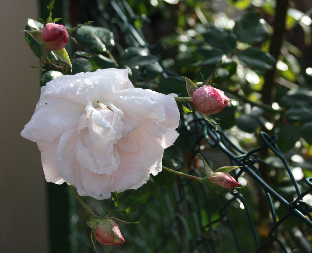 weiße Rose diesmal aus Thüringen