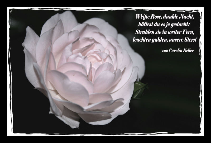 Weiße Rose, dunkle Nacht...