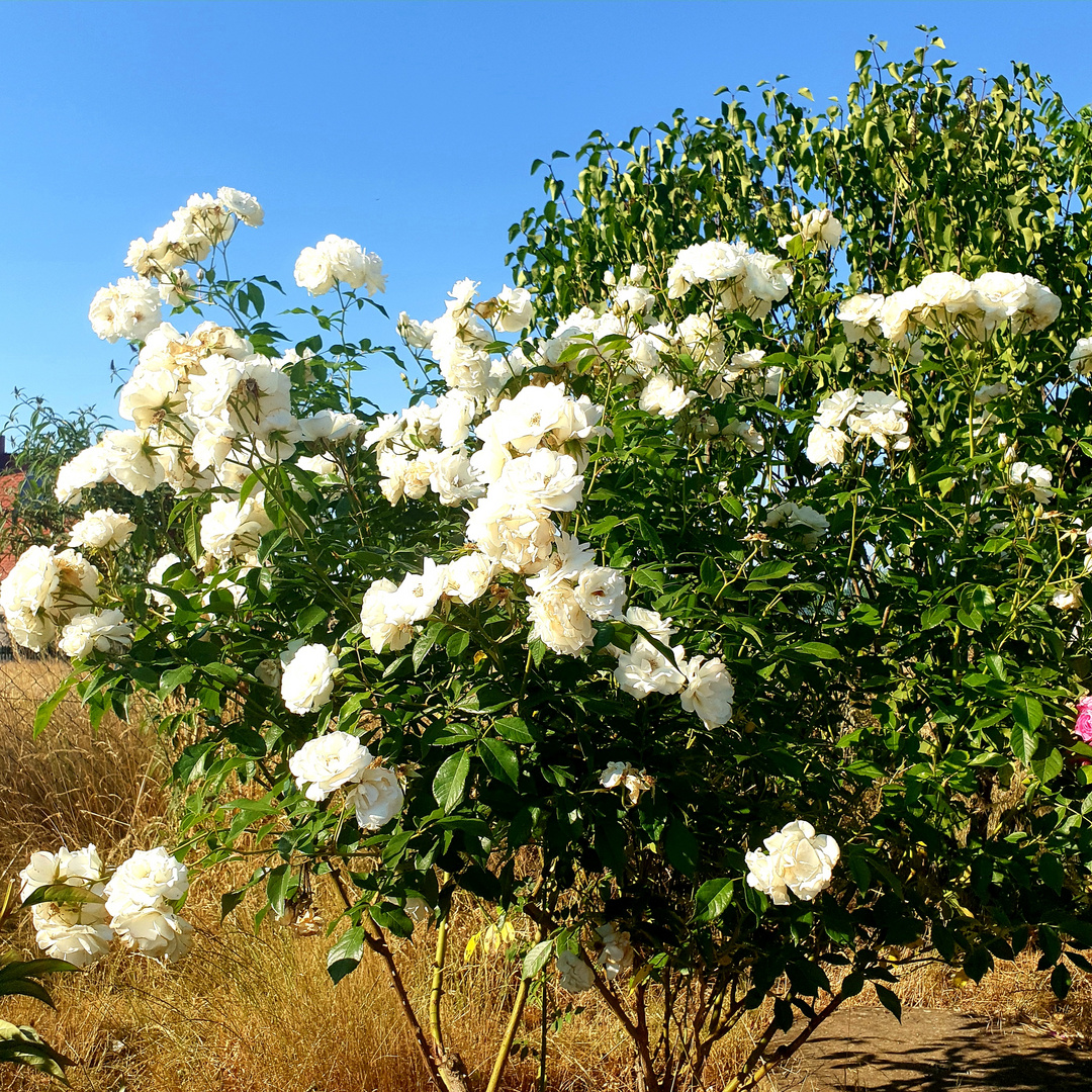 Weiße Rose