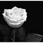 Weiße Rose 