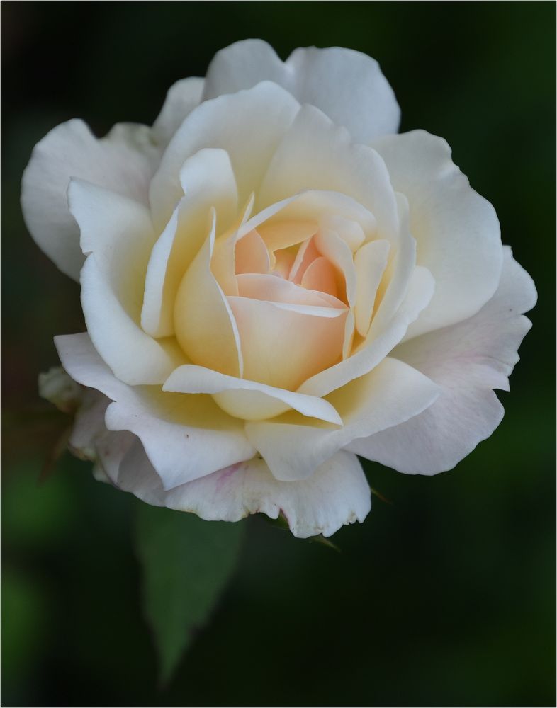 ..weiße Rose..