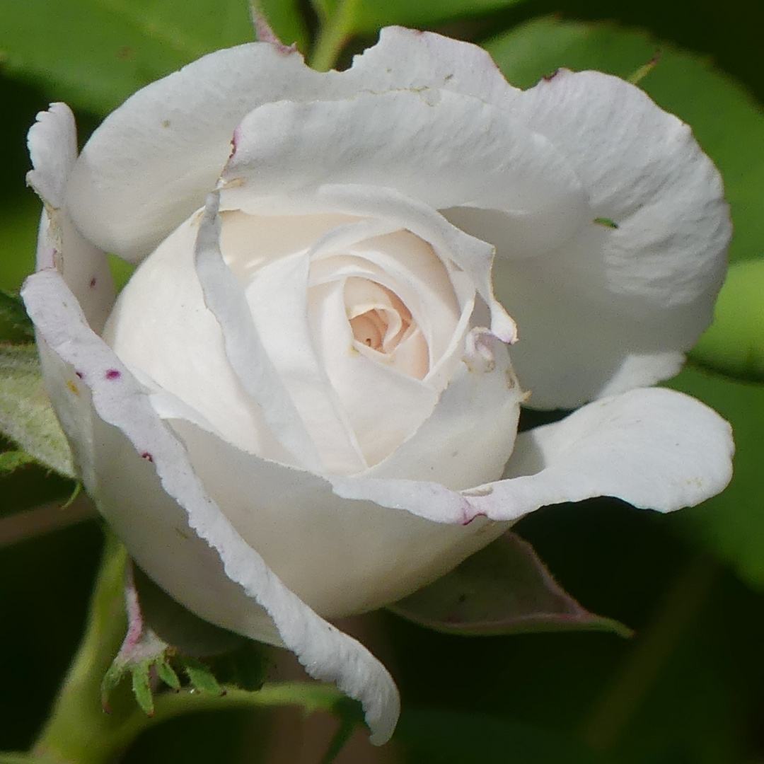 Weisse Rose für eine gute Nacht