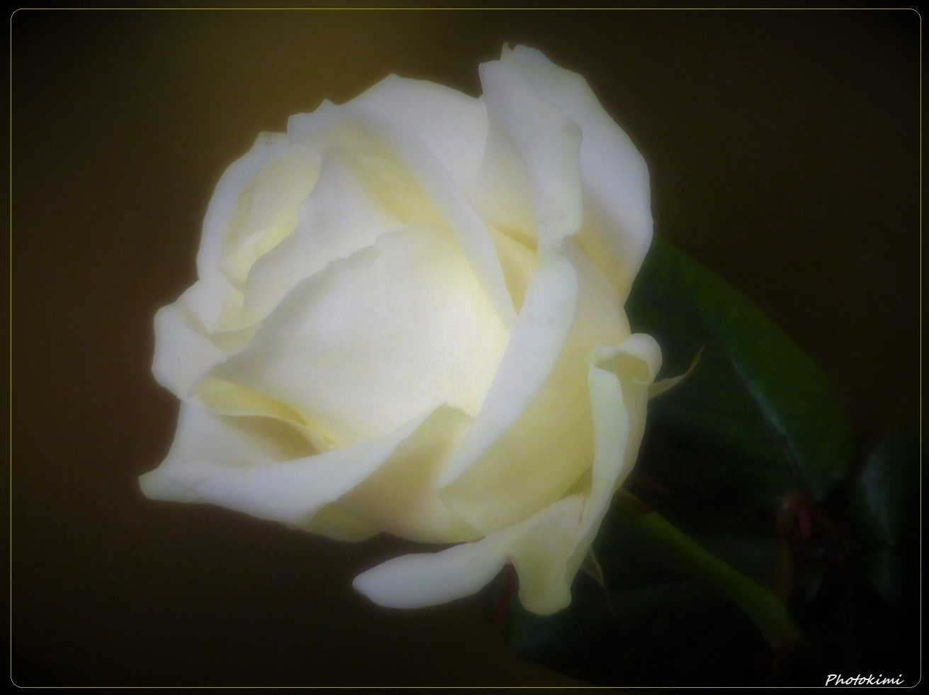Weiße Rose (I)