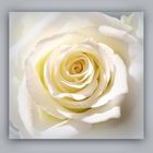 weiße Rose II