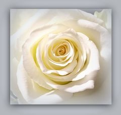 weiße Rose II