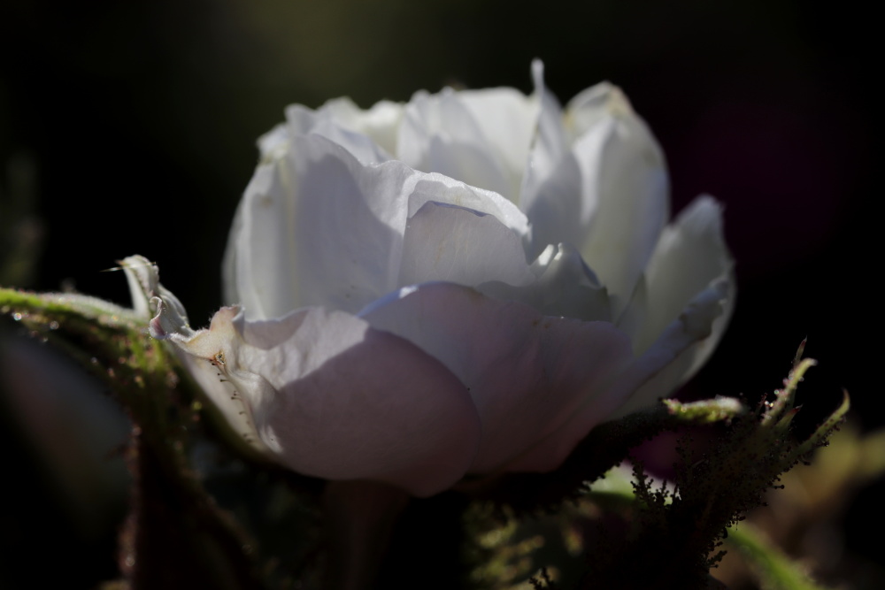 Weiße Rose im Abendlicht