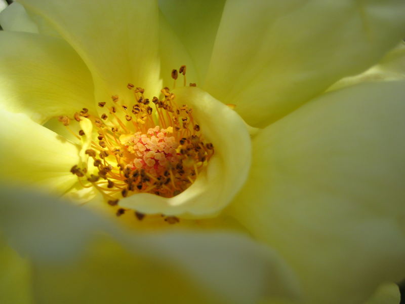 Weiße Rose im Abendlicht