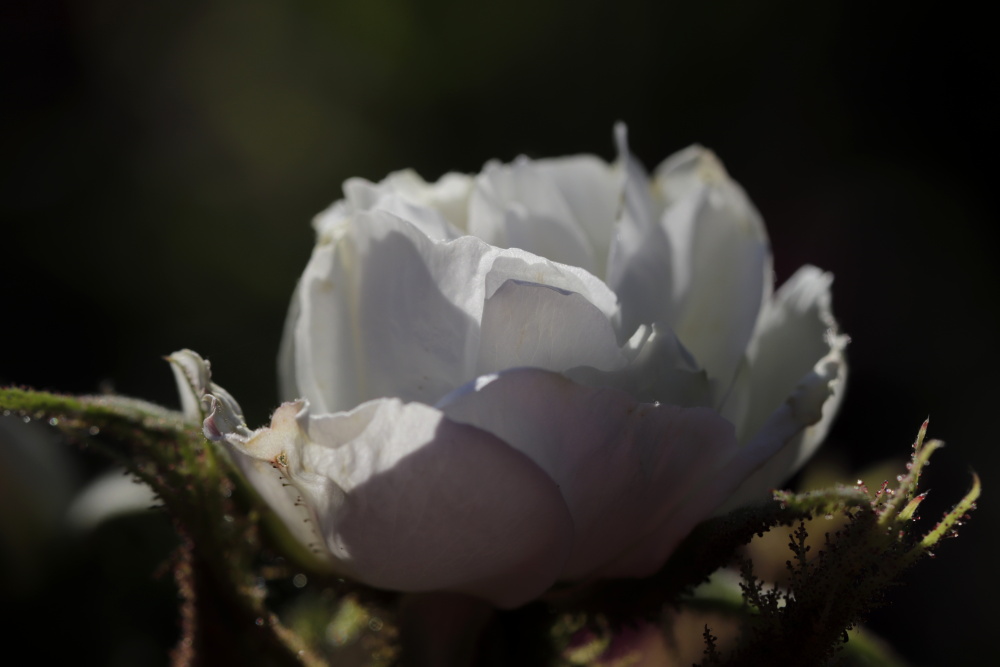 weiße Rose im Abendlicht