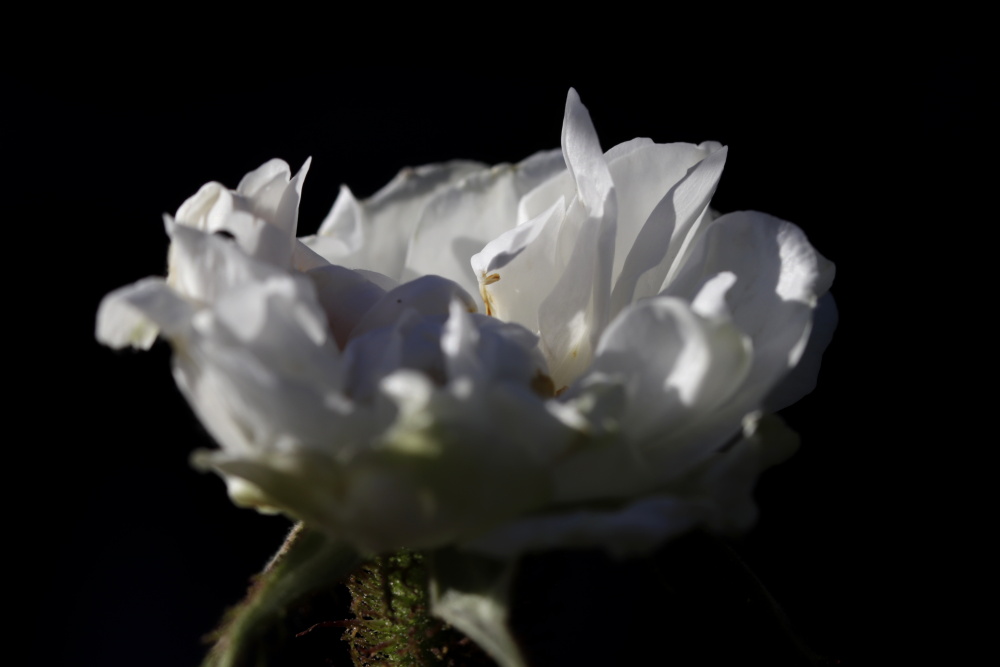 Weiße Rose im Abendlicht