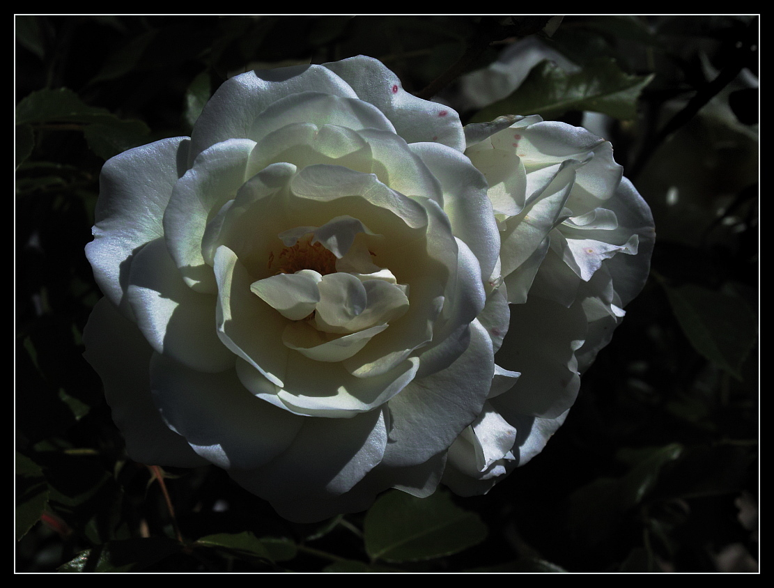 weiße Rose im Abendlicht
