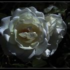 weiße Rose im Abendlicht