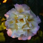 Weisse Rose im Abendlicht