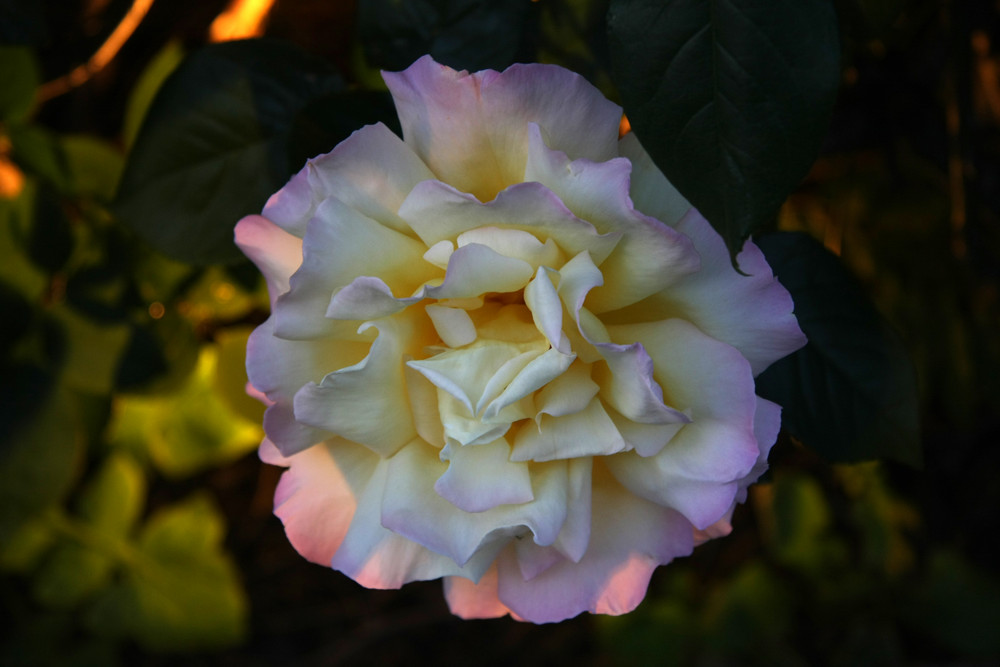 Weiße Rose im Abendlicht von Fruchtmann 