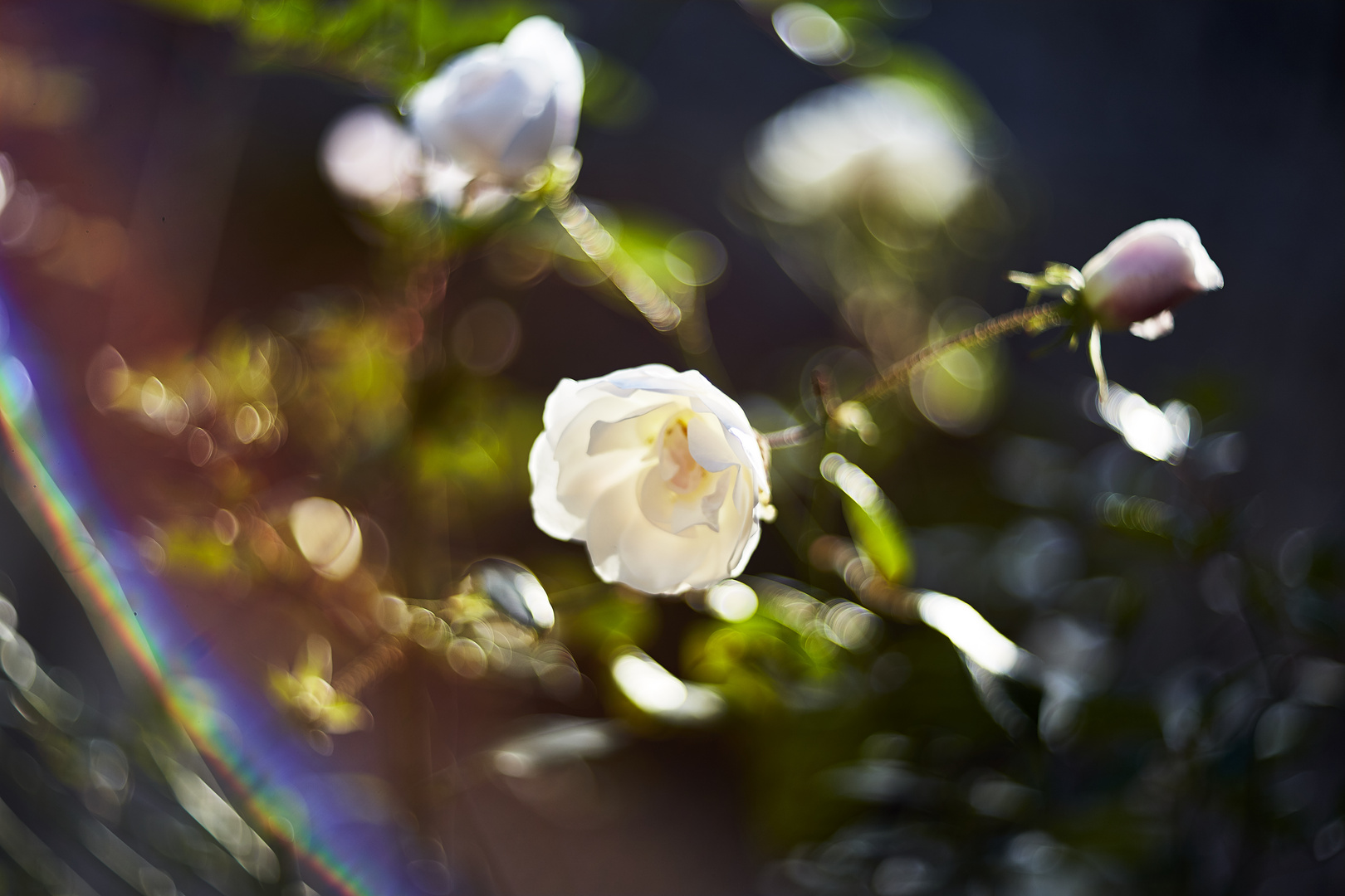 Weiße Rose im Bischhofsgarten