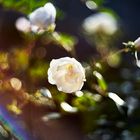 Weiße Rose im Bischhofsgarten