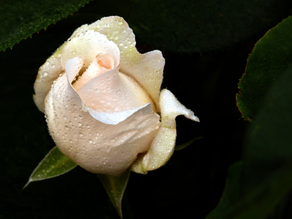 Weisse Rose im heimischen Garten 2