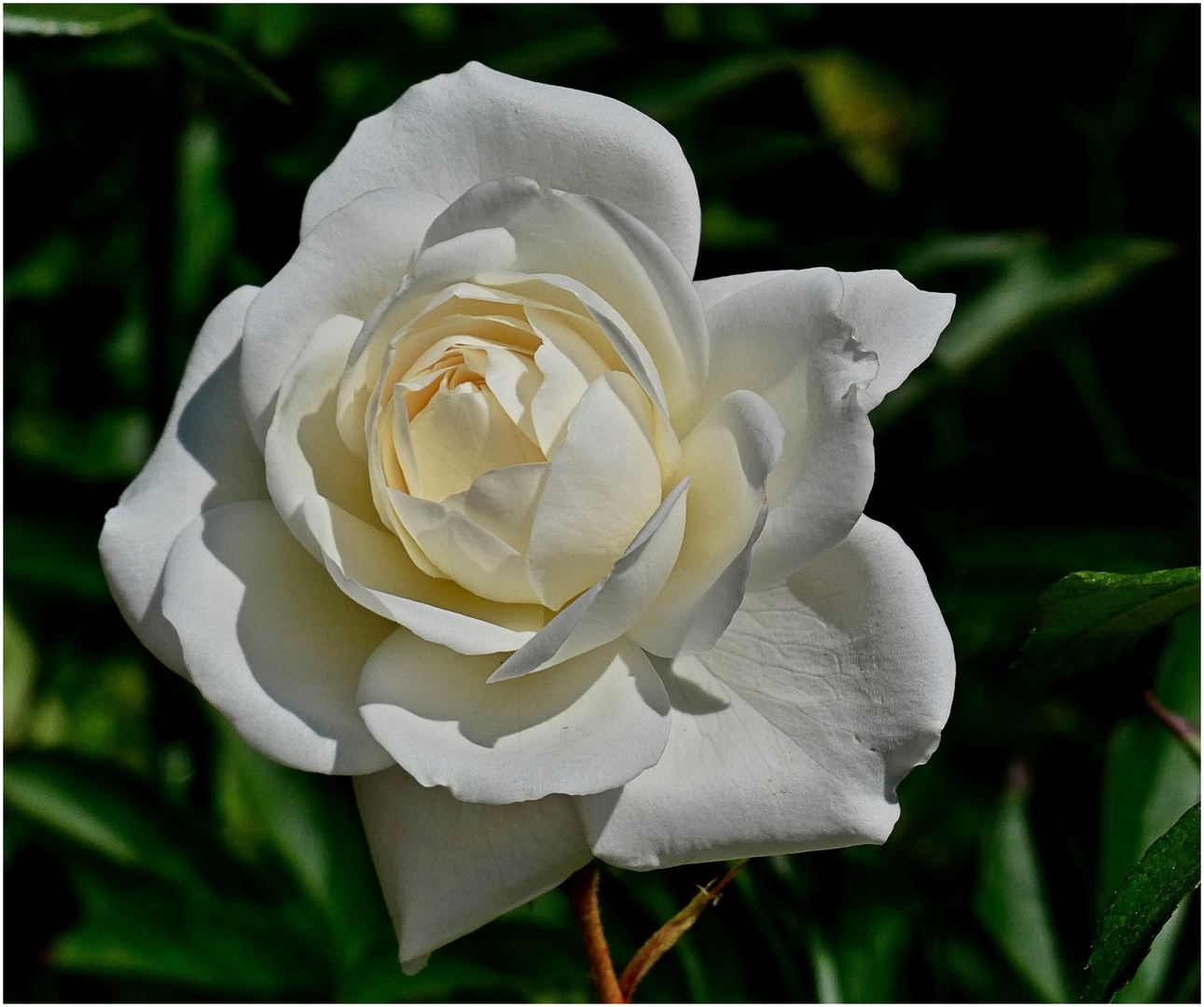 Weiße Rose im Park