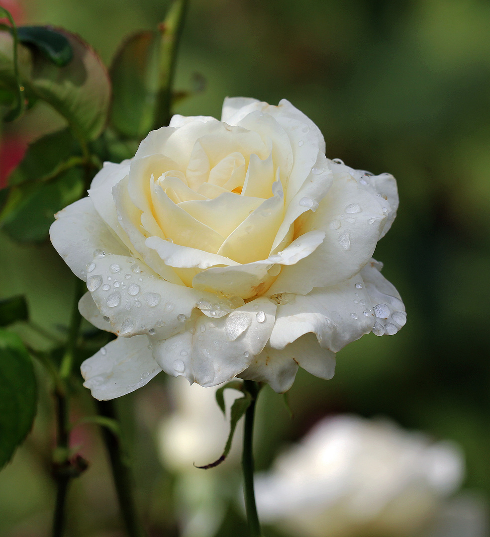 Weiße Rose im Regen