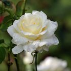 Weiße Rose im Regen