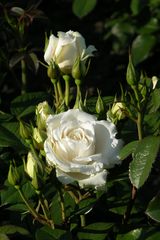 Weiße Rose im Rosarium