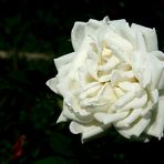 Weiße Rose im Rosarium am Donaukanal