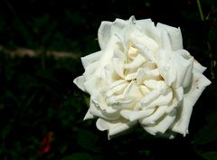 Weiße Rose im Rosarium am Donaukanal