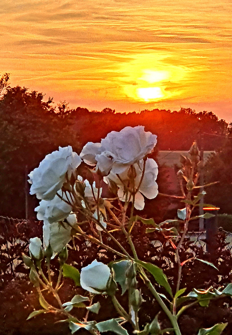 Weiße Rose im Sonnenuntergang 