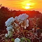 Weiße Rose im Sonnenuntergang 
