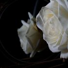 Weiße Rose im Spiegel
