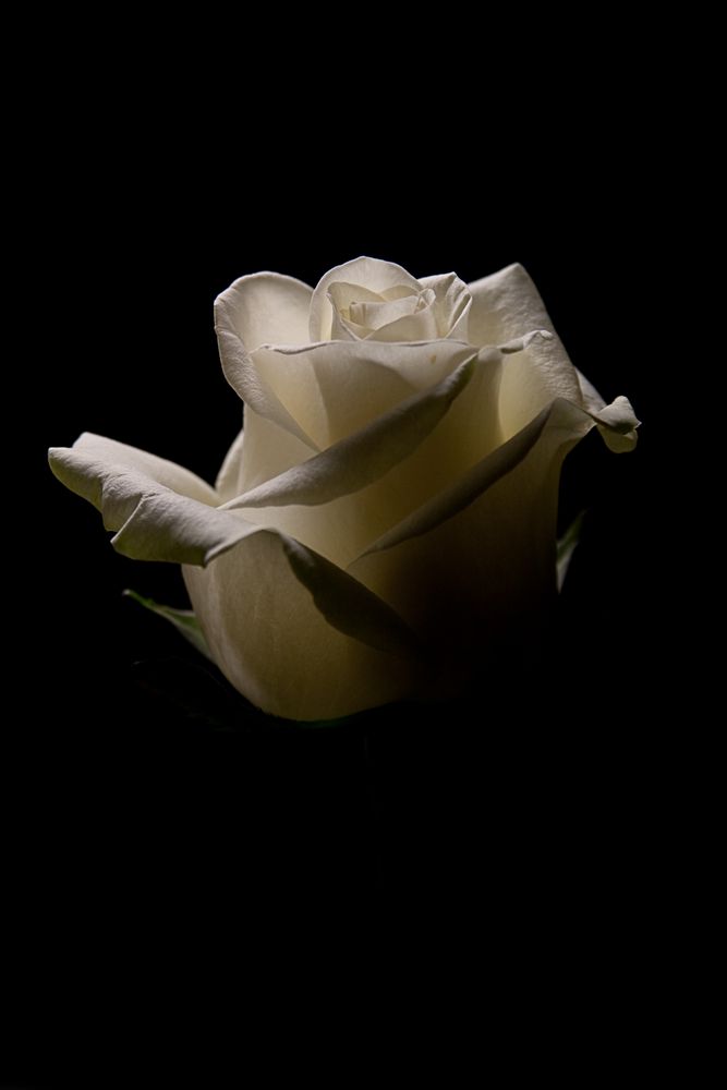 Weiße Rose in Licht und Schatten Foto & Bild | natur-kreativ,  erotic-flowers = sinnesfreuden, natur Bilder auf fotocommunity