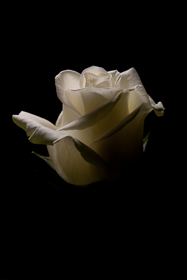 Weiße Rose in Licht und Schatten