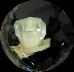 Weiße Rose in Seifenblase