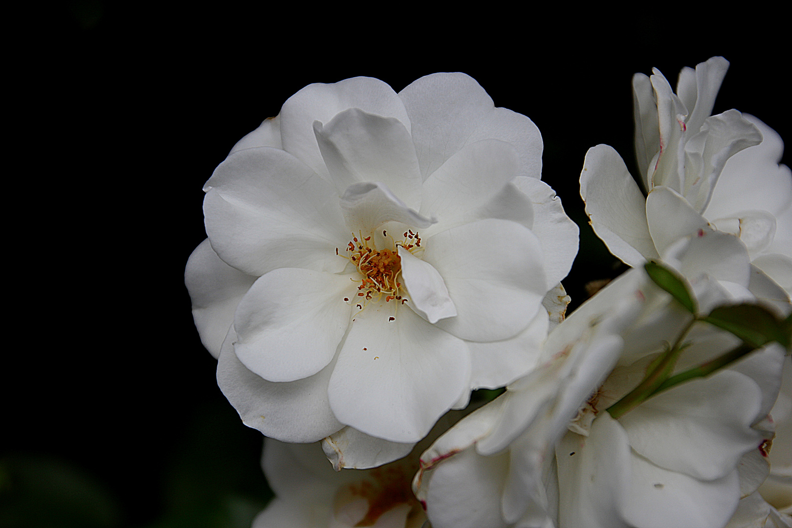 Weiße Rose in unserem Garten