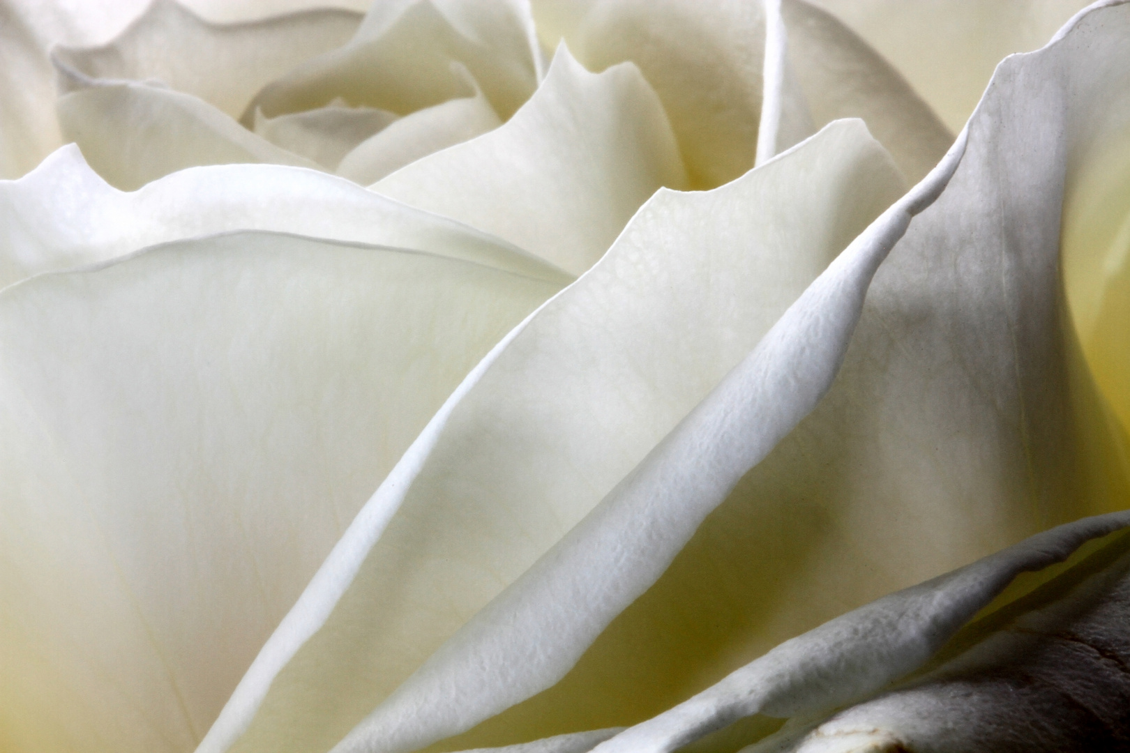 weiße Rose - Makro, Detail