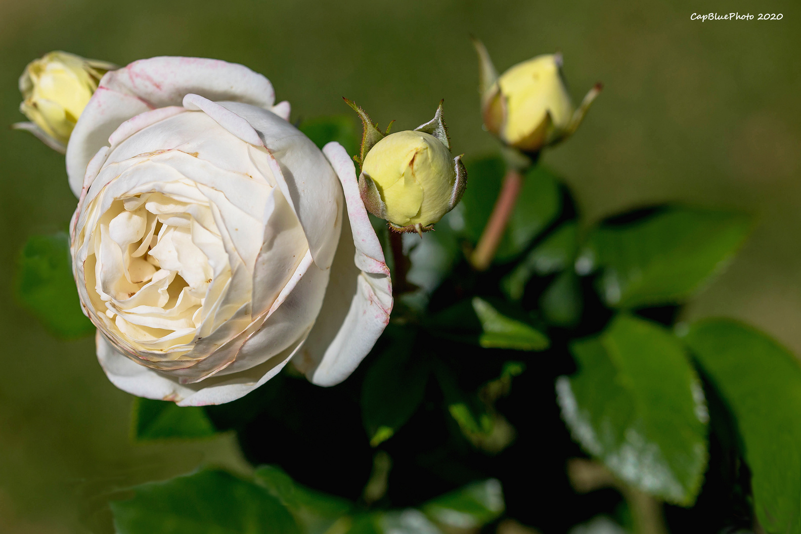 Weisse Rose mit gelben Sateliten