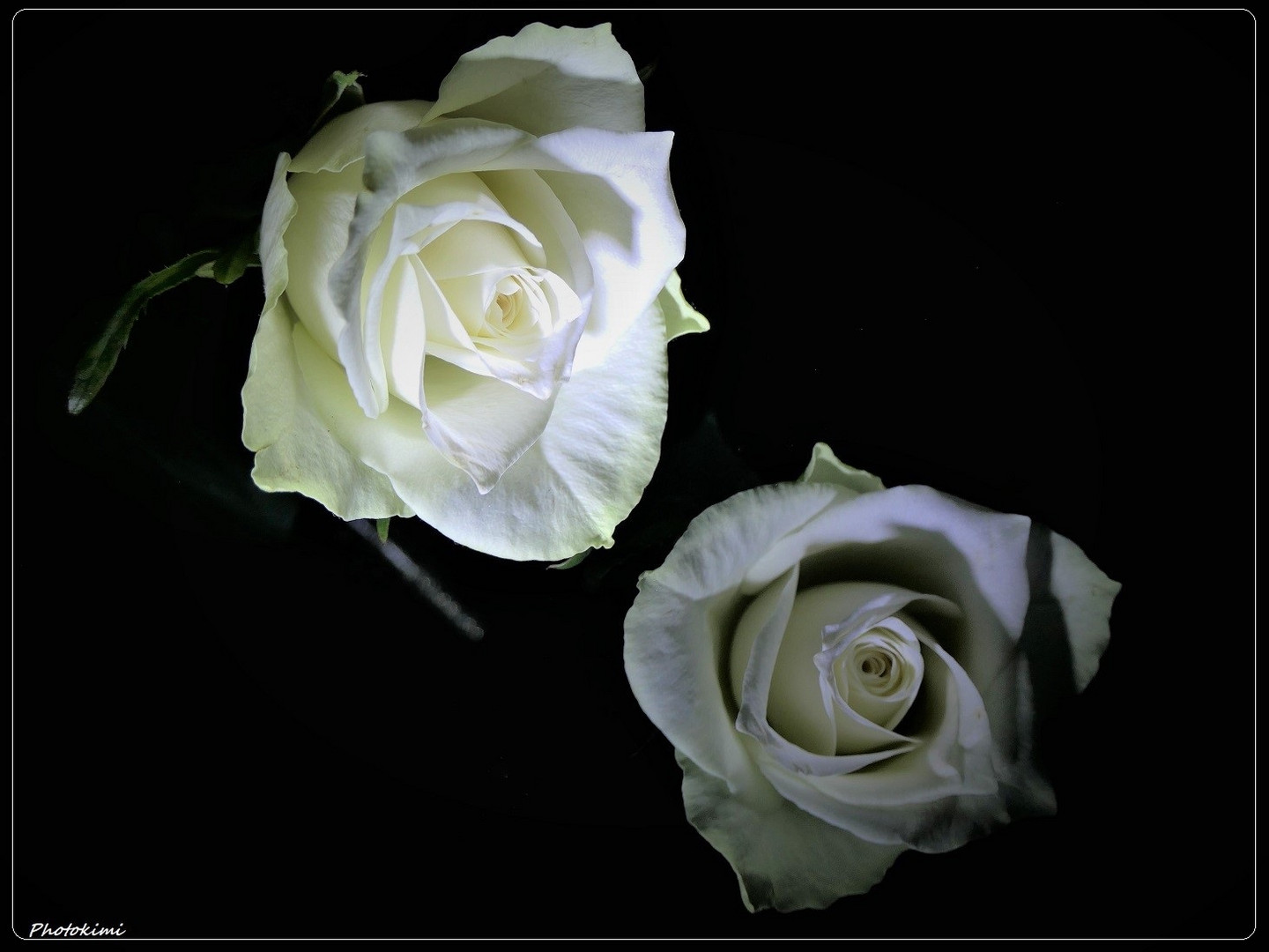 Weiße Rose mit ihrem Spiegelbild (II)