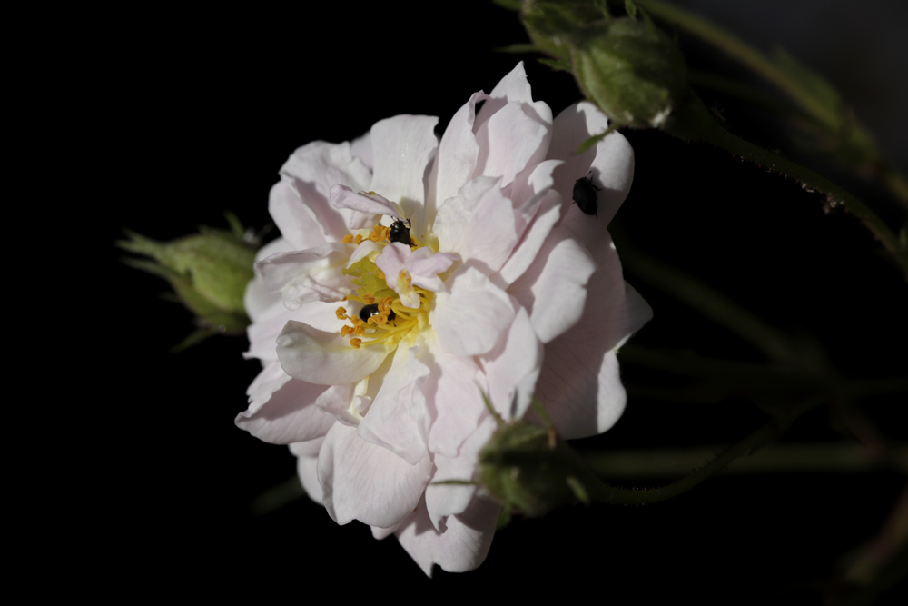weiße Rose mit Käfern