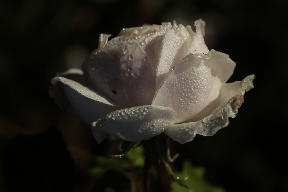 Weiße Rose mit Morgentau 