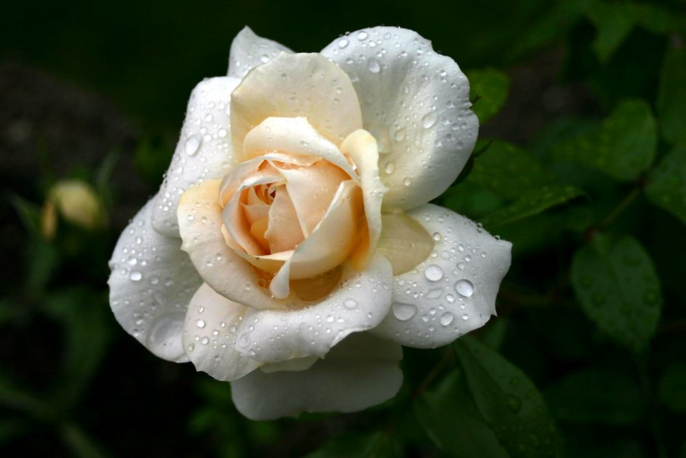 weiße  Rose mit Ntürlichem Perlenschmuck