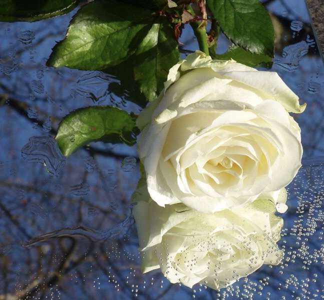 Weiße Rose mit Spiegelung 