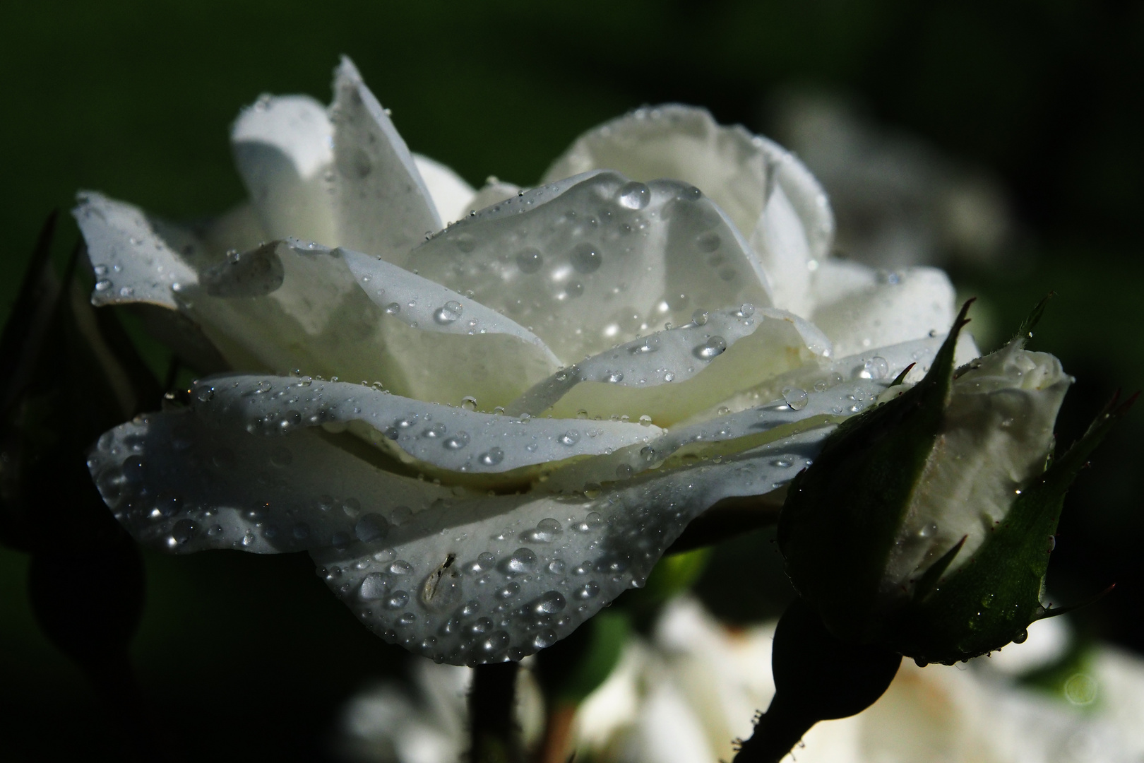 weiße Rose mit Tropfen