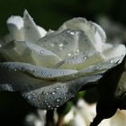 weiße Rose mit Tropfen