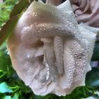 weiße Rose mit Tropfen in Surreal Grunge