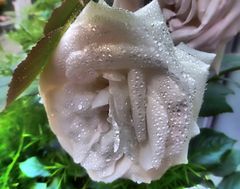weiße Rose mit Tropfen in Surreal Grunge