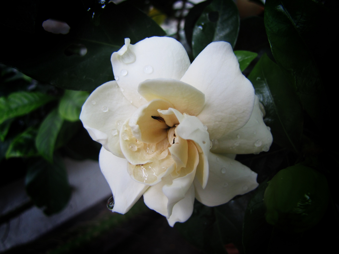 Weiße Rose mit Wassertropfen