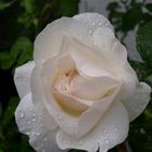 Weiße Rose nach Regen