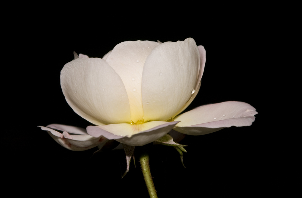 Weiße Rose Open