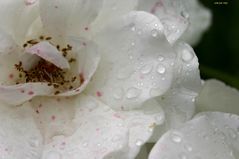 weiße Rose statt Schnee