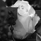 Weiße Rose s/w
