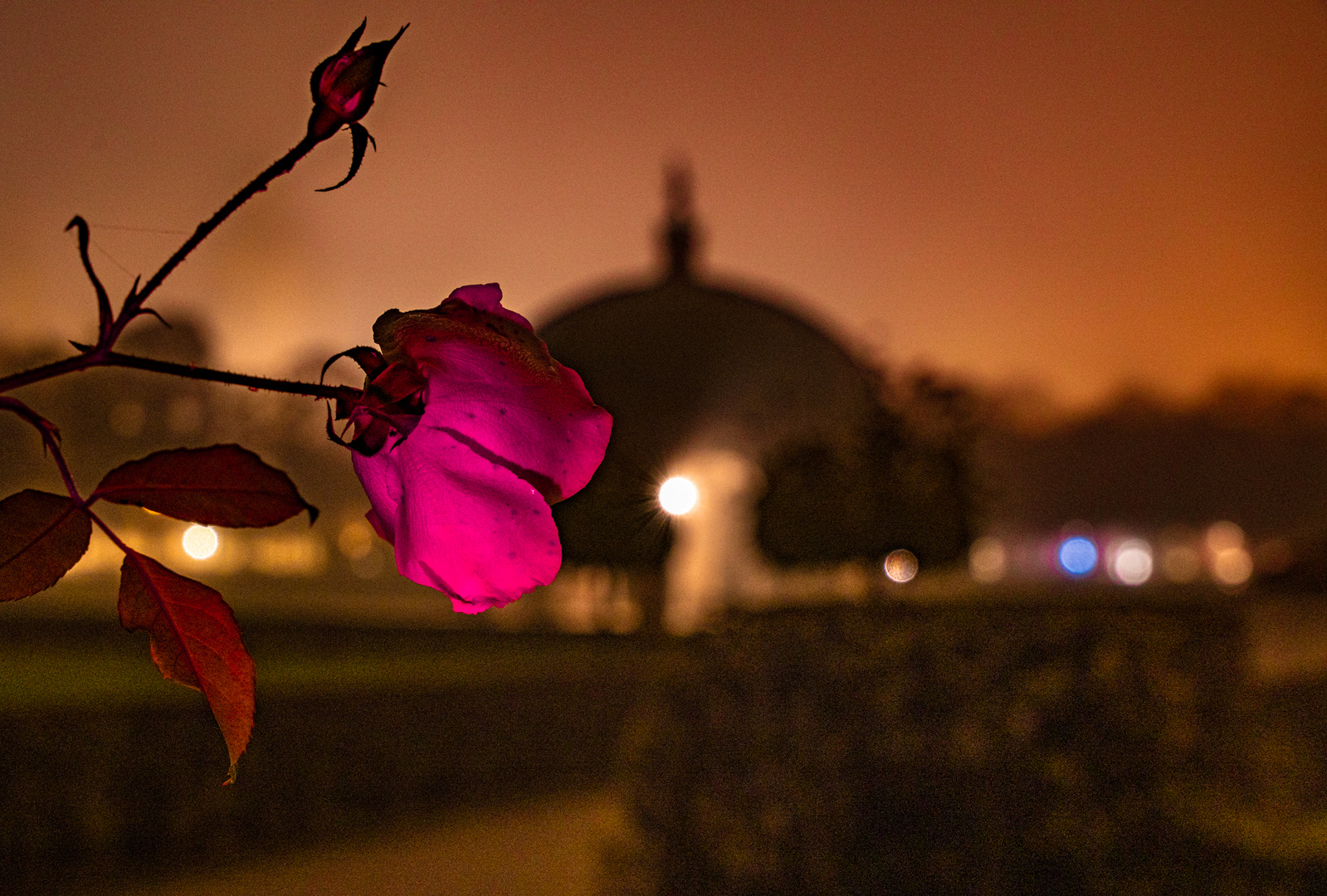 Weiße Rose vor dem Diana-Tempel